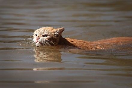 推主拍到一只因主人公寓被水淹了后，而被迫游泳的猫，这眼神... - 2