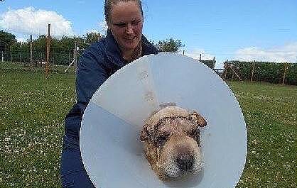 英国一只沙皮狗因为脸上褶子太多而被抛弃，最后它的样子一定让前主人后悔！ - 2