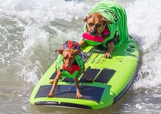 近期，在美国加州举办了一场狗狗冲浪比赛，看完太羡慕这些狗子了…… - 6