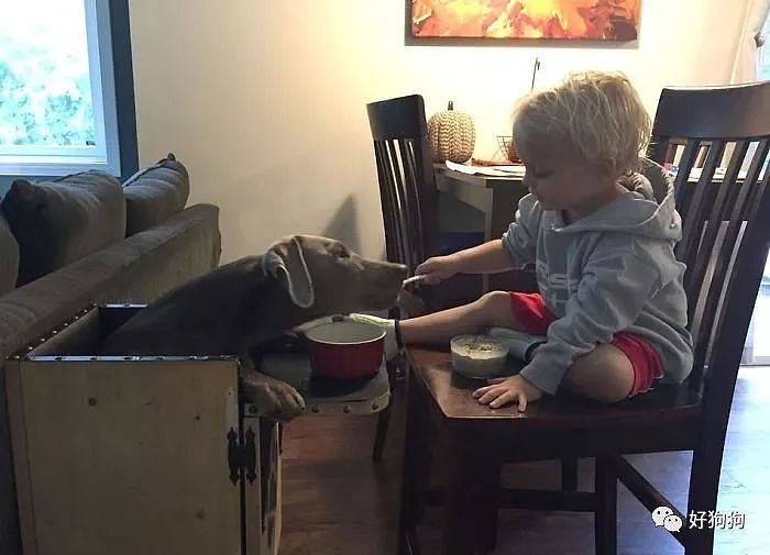 这只每次吃饭都坐在高脚椅上的狗狗，可以说很独特了！ - 6