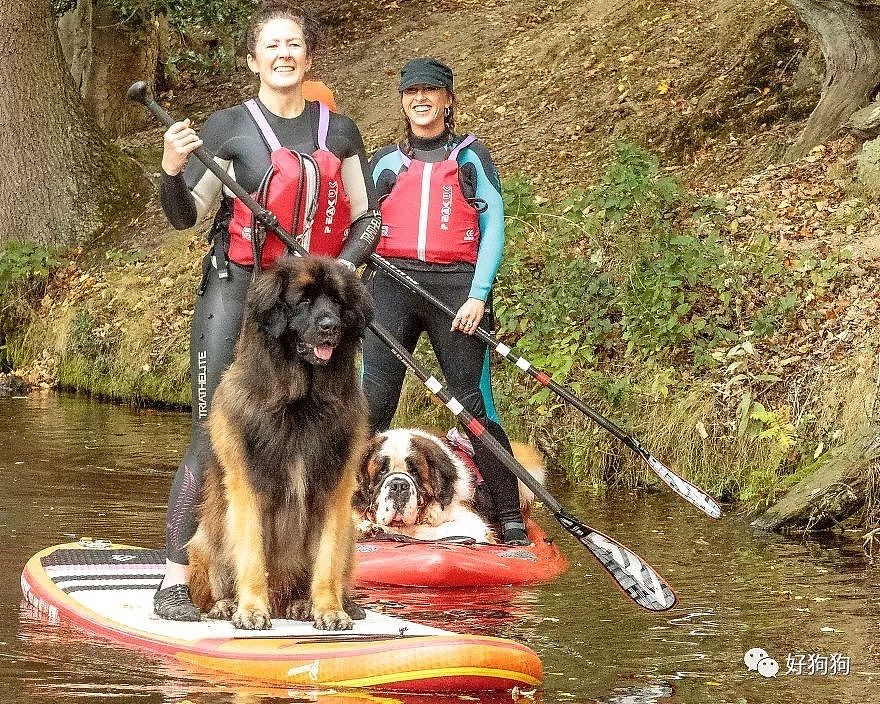 通过一起和狗狗划皮艇，这个救援组织改变了人们对大狗的看法…… - 1