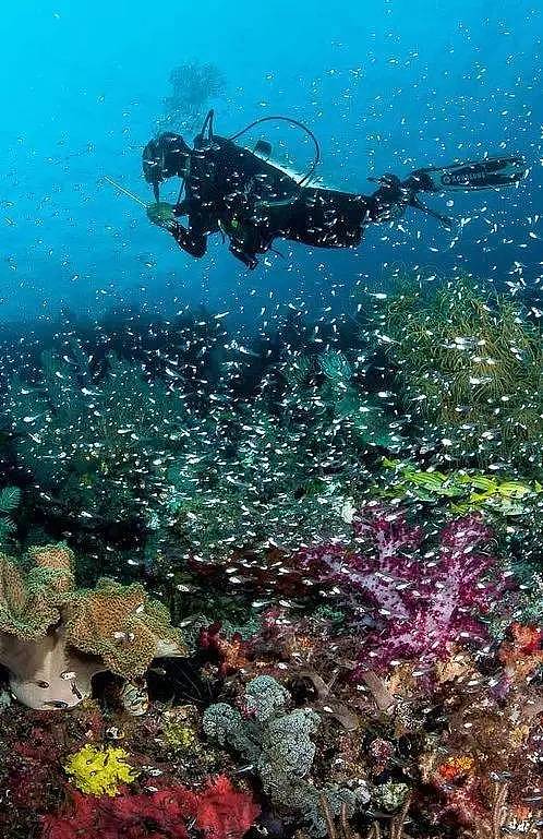 比巴厘岛美20倍，但这个秘境海岛仅1%人去过，每年只许30艘潜水船进入！ - 29