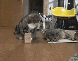 主人有两个盒子，一个大的盒子给了瘦的猫，小的给胖猫，结果... - 1