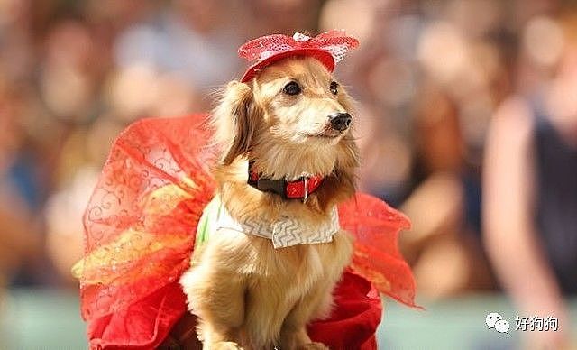 在澳大利亚，这场为100只腊肠犬举办的服装比赛，背后的原因令人动容…… - 7