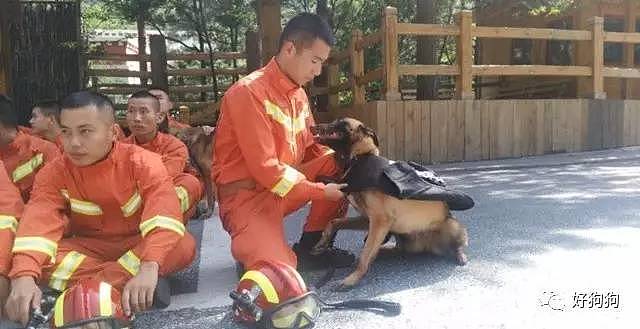 在九寨沟地震救援中，搜救犬不是在工作，而是在拼命！ - 1