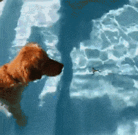 金毛在游泳池看到一只小青蛙，以为它会害怕跑掉，没想到.... - 1