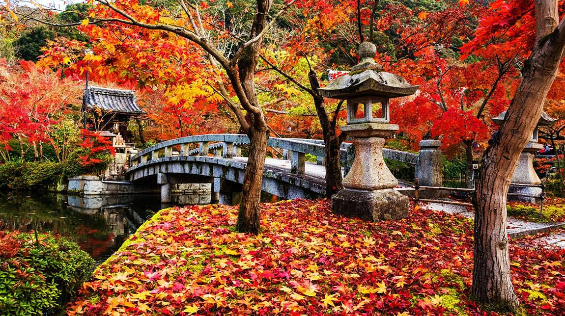 秋天日本旅行，这是最浪漫的打开方式 - 31