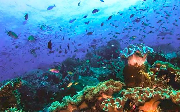 比巴厘岛美20倍，但这个秘境海岛仅1%人去过，每年只许30艘潜水船进入！ - 37