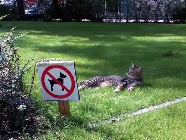 网友拍到，一公园草坪挂了个牌子：禁止狗狗进入，而一只猫却... - 1