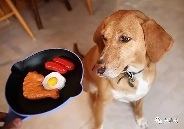科普篇：狗狗不能和人吃一样的食物，你知道为什么吗？ - 3