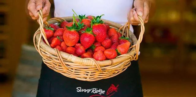 水果当然要现摘现吃才过瘾啦！一年一度的采摘季又到，樱桃、草莓、蓝莓们，快到篮子里来！ - 13