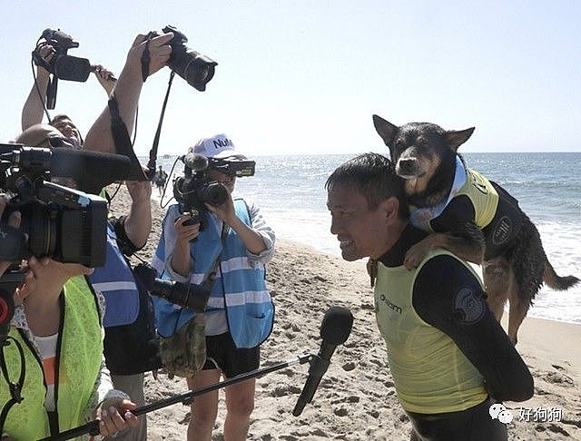 近期，在美国加州举办了一场狗狗冲浪比赛，看完太羡慕这些狗子了…… - 7
