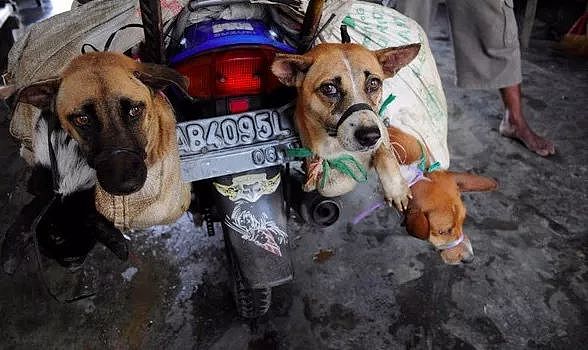 印尼街头两只被捆在袋子里的狗狗，它们绝望的眼神令人心碎！ - 2