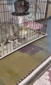 猫们犯了错误，主人把它们关在笼子里要让它们反省下，结果... - 3