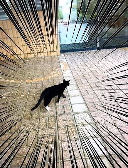 岛国一推主拍到这只猫屡次想闯进冲绳县图书馆，结果... - 1