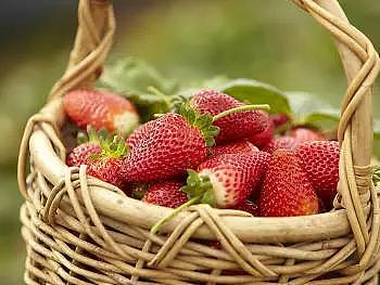 水果当然要现摘现吃才过瘾啦！一年一度的采摘季又到，樱桃、草莓、蓝莓们，快到篮子里来！ - 11