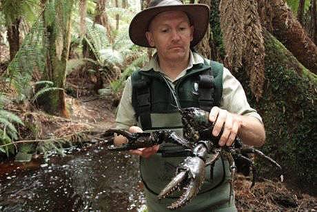 狗一样大的淡水龙虾！澳洲仅有！如今，竟然快被吃绝种了，悲剧是，你还没尝过… - 10