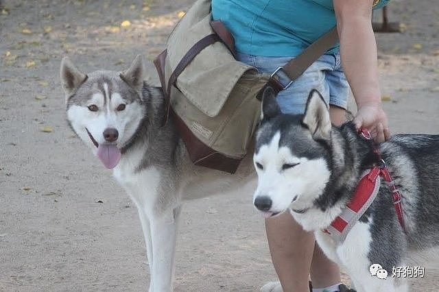 这2只哈士奇自带狗粮和玩具，在公园里寻找新主人…… - 5