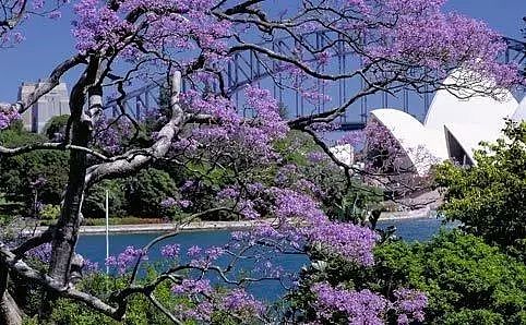 美哭！紫色仙境重返悉尼，从闹市到幽深小镇，一年最美的时刻就要来了... - 41