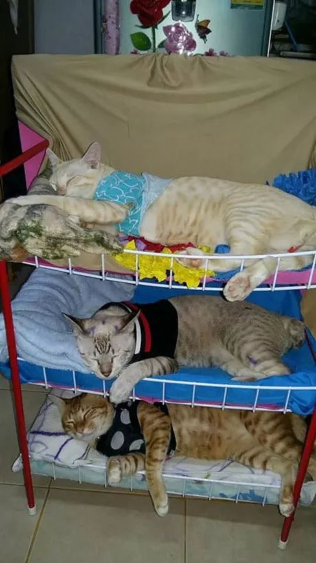 主人用鞋架给家里的3只猫做了个上下铺床，猫都挺喜欢，只是... - 4