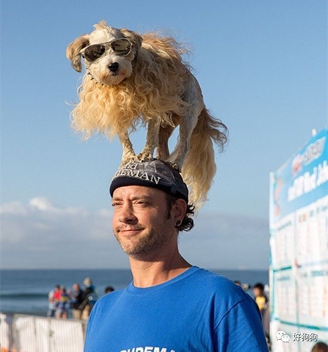 近期，在美国加州举办了一场狗狗冲浪比赛，看完太羡慕这些狗子了…… - 9