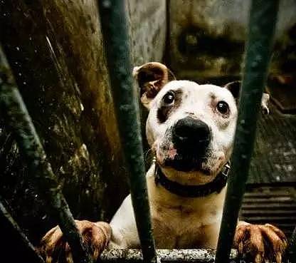 最近，西澳这家监狱震惊了全世界：他们向最残暴的罪犯放最凶残的狗，结果… - 29