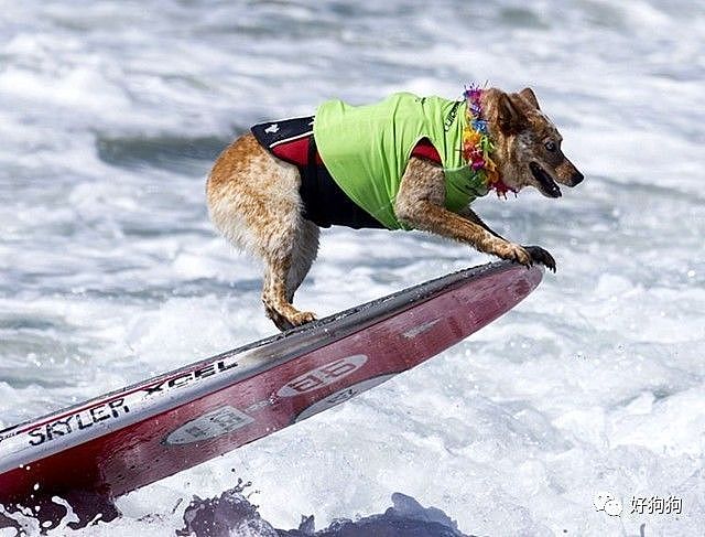 近期，在美国加州举办了一场狗狗冲浪比赛，看完太羡慕这些狗子了…… - 2