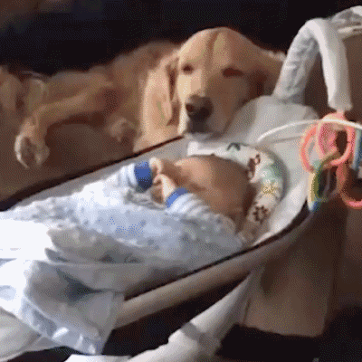 狗狗趴在怀孕妈妈肚子上睡觉，结果被宝宝踢地一脸懵逼…… - 13