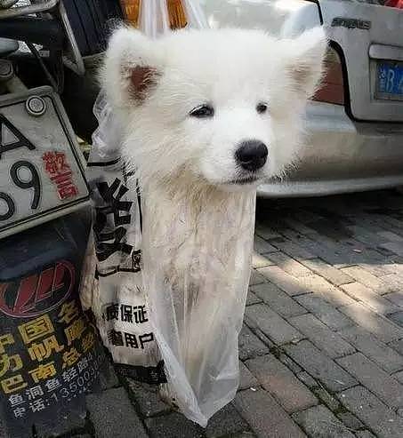 狗狗不愿回家，机智主人用塑料袋将它带走~ - 5