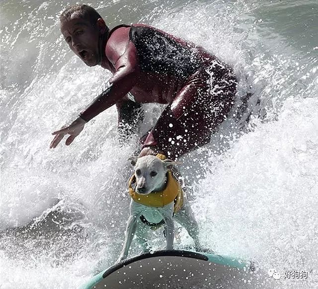 近期，在美国加州举办了一场狗狗冲浪比赛，看完太羡慕这些狗子了…… - 4