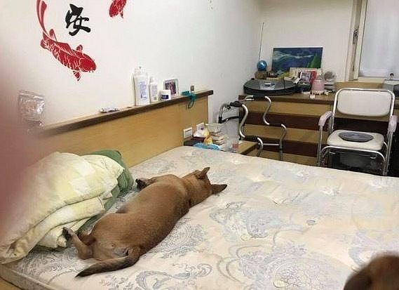 爱犬来医院“探班”，绝食数天的痴呆症爷爷终于想吃饭了… - 5
