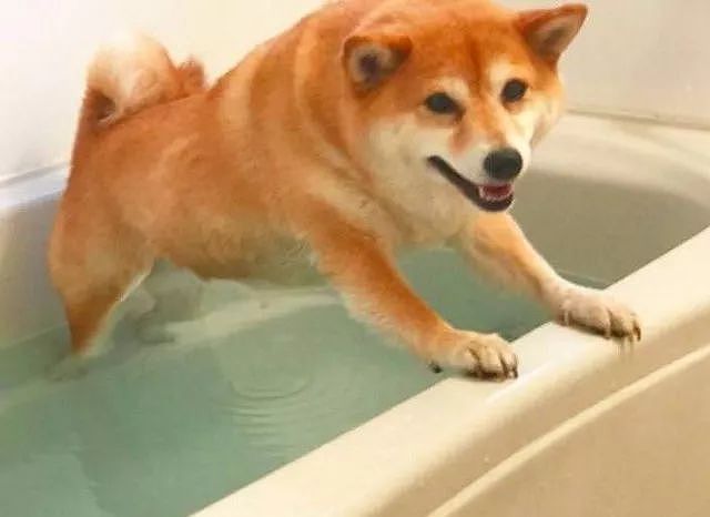 狗子被主人拉去洗澡，结果这货生无可恋的样子让人笑喷！ - 4