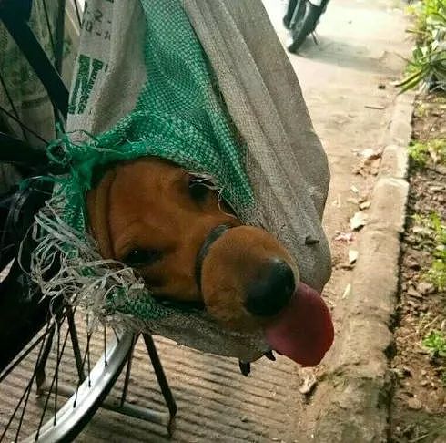 印尼街头两只被捆在袋子里的狗狗，它们绝望的眼神令人心碎！ - 4