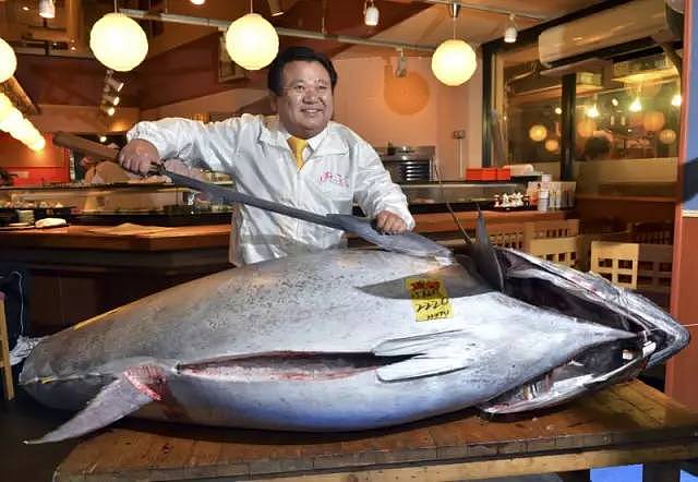 吃货们感动哭了！一大波巨型蓝鳍金枪鱼涌入悉尼港！千万身价的顶级美味，原来就在悉尼这里吃… - 9