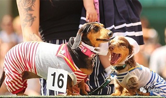 在澳大利亚，这场为100只腊肠犬举办的服装比赛，背后的原因令人动容…… - 3