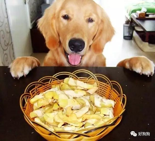 科普篇：狗狗不能和人吃一样的食物，你知道为什么吗？ - 4