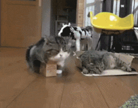 主人有两个盒子，一个大的盒子给了瘦的猫，小的给胖猫，结果... - 4