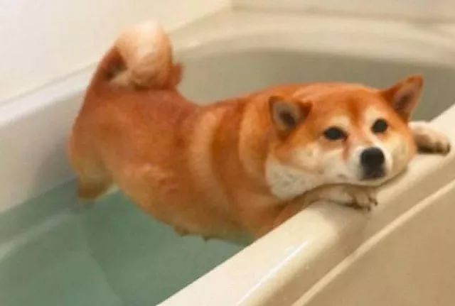 狗子被主人拉去洗澡，结果这货生无可恋的样子让人笑喷！ - 3
