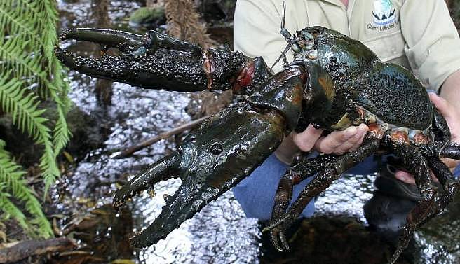 狗一样大的淡水龙虾！澳洲仅有！如今，竟然快被吃绝种了，悲剧是，你还没尝过… - 4