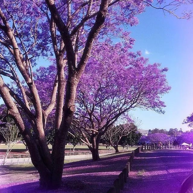 美哭！紫色仙境重返悉尼，从闹市到幽深小镇，一年最美的时刻就要来了... - 14