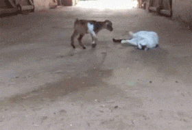 两只小山羊第一次见到猫咪，很兴奋，想找它玩，但是... - 4