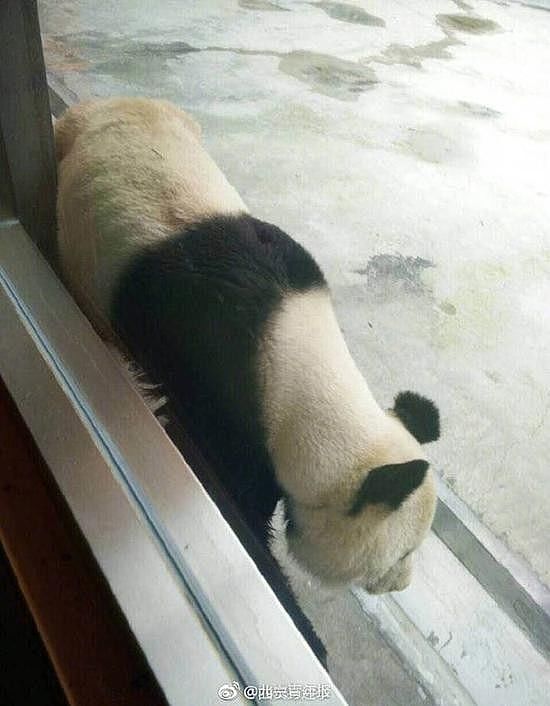 心塞! 这家动物园里的大熊猫瘦成“皮包骨”！原因是…… - 2