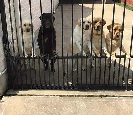 五只狗狗每天都会在铁门前等待快递大叔，原来.... - 6
