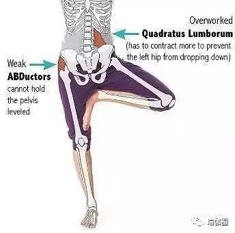 树式瑜伽中，屈膝腿为什么总是掉下来？ ‖ Daily Yoga - 5