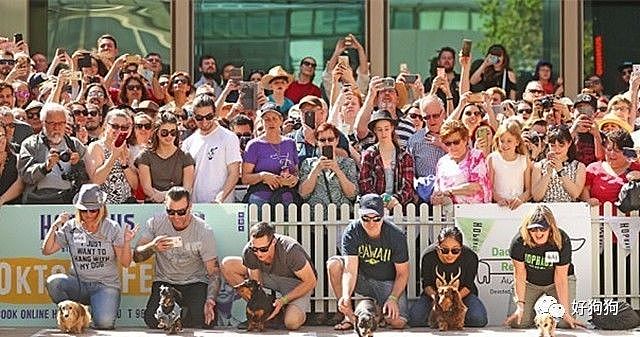 在澳大利亚，这场为100只腊肠犬举办的服装比赛，背后的原因令人动容…… - 9