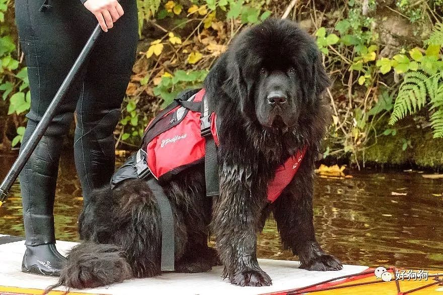 通过一起和狗狗划皮艇，这个救援组织改变了人们对大狗的看法…… - 4