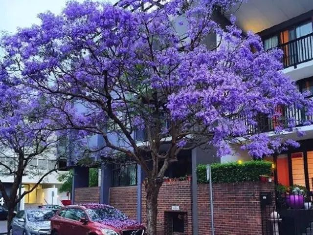 美哭！紫色仙境重返悉尼，从闹市到幽深小镇，一年最美的时刻就要来了... - 36