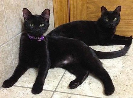 两只黑猫自愿当失明干脆面的保镖，全程守护，让人感动... - 10