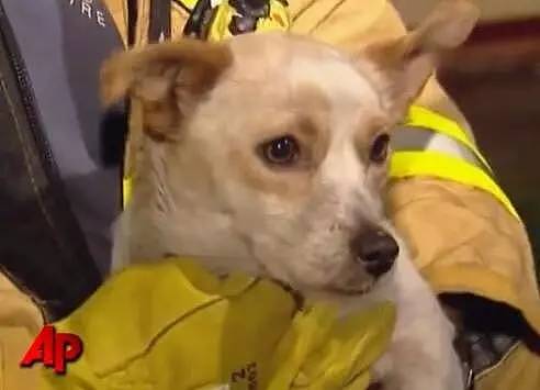 火灾发生后，狗狗却趴在烈火中不愿离开，消防员冲进去救它才知道真相！ - 7