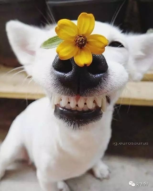 这只狗狗看见花就笑，没想到还有一颗少女心…… - 1